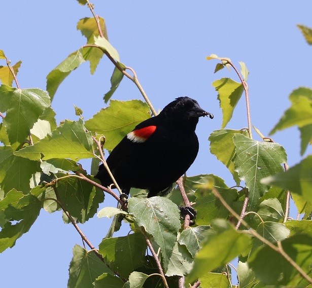 Red-winged Blackbird - ML621818413