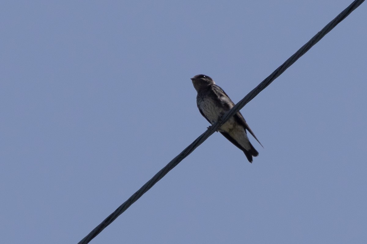 Purple Martin - ML621818454