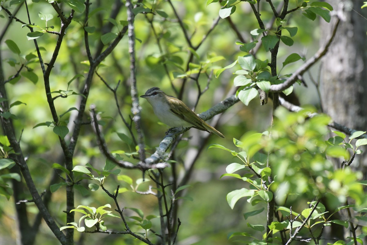 Red-eyed Vireo - ML621818456