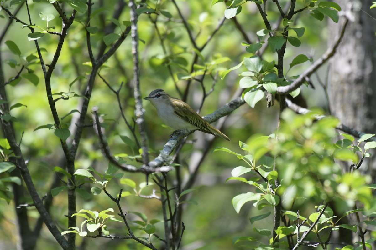 Kızıl Gözlü Vireo - ML621818456