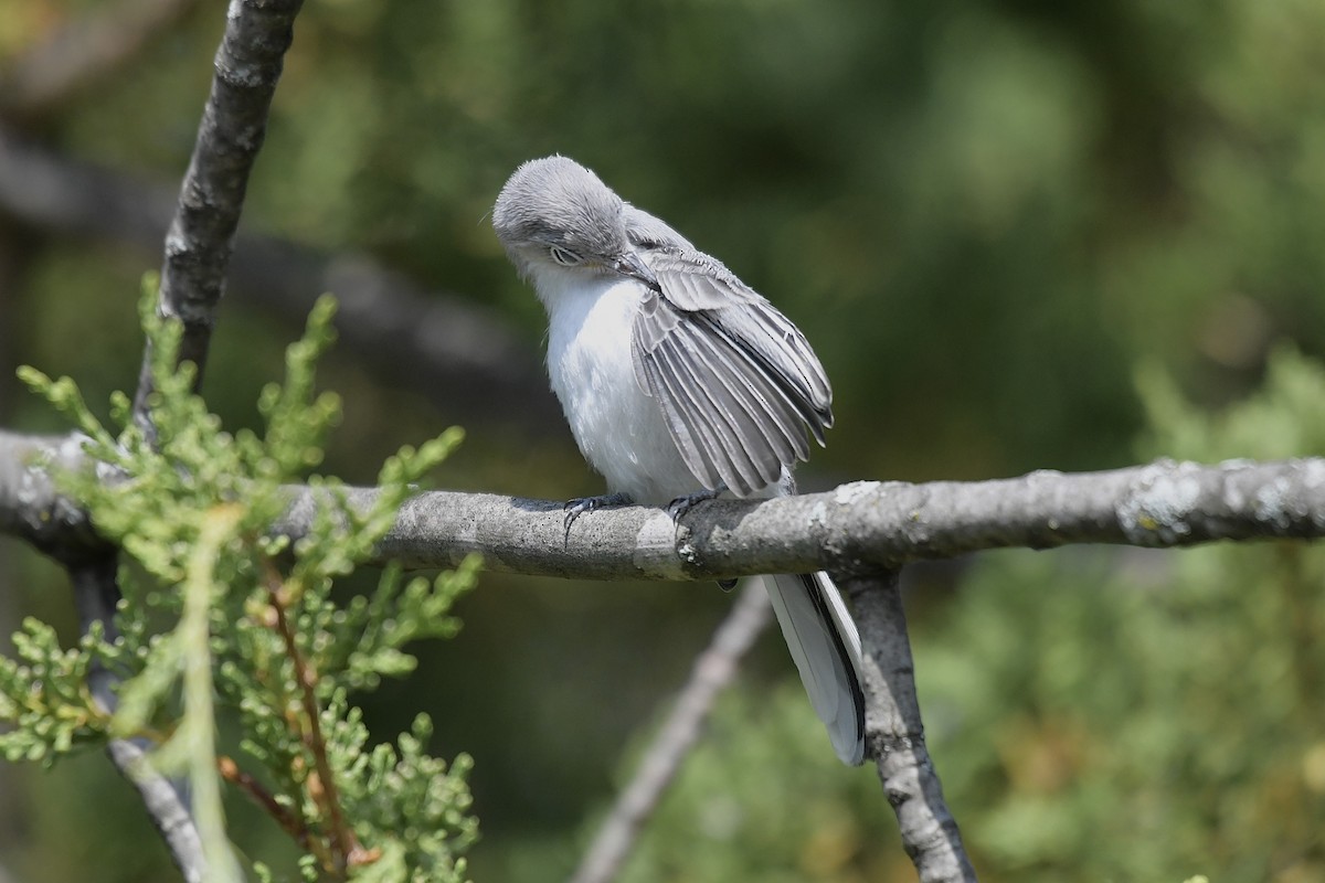 Blue-gray Gnatcatcher - ML621818461