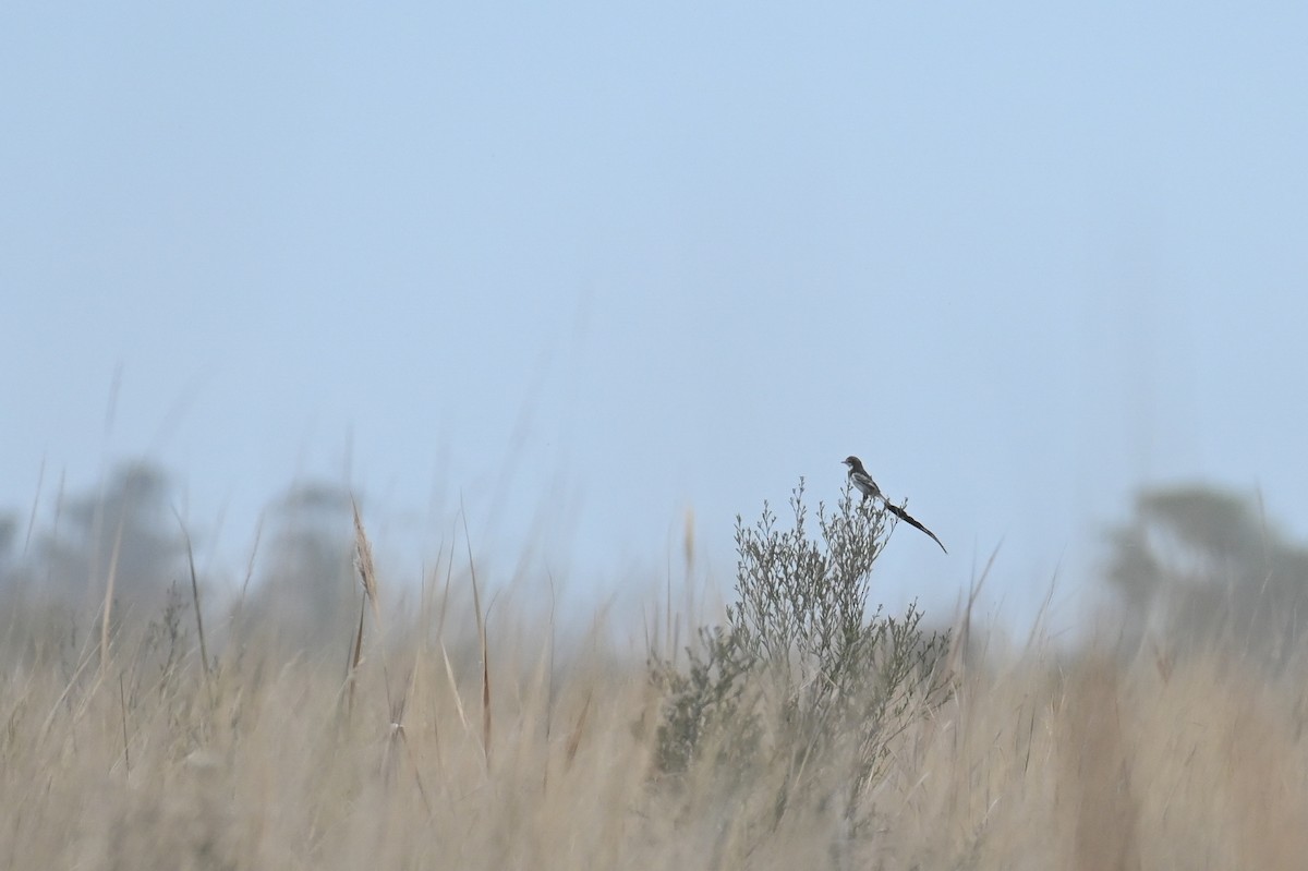 Strange-tailed Tyrant - ML621818520