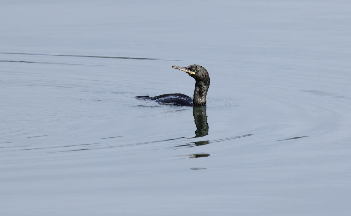 European Shag - ML621818578