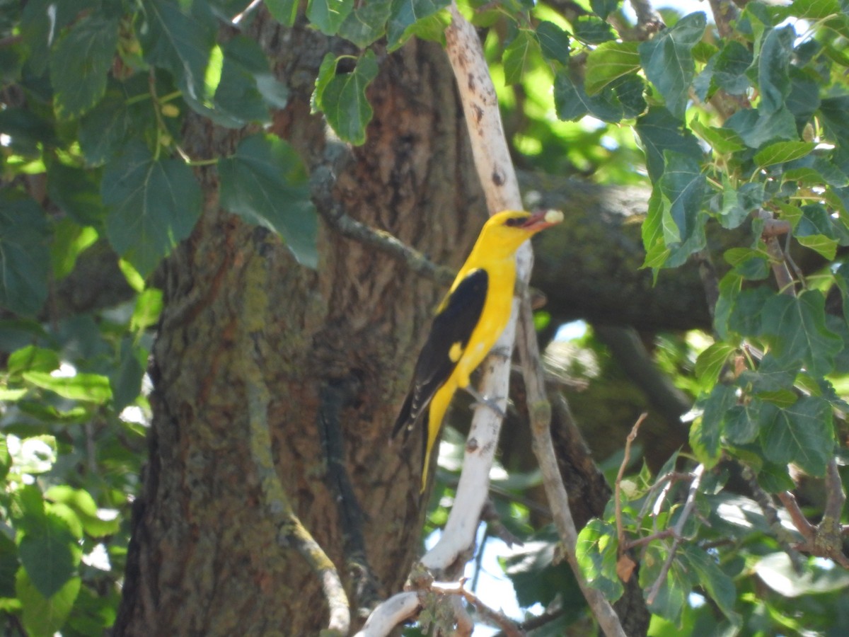 Eurasian Golden Oriole - ML621818582