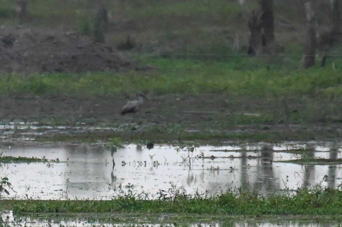 Plumbeous Ibis - Hannes Leonard