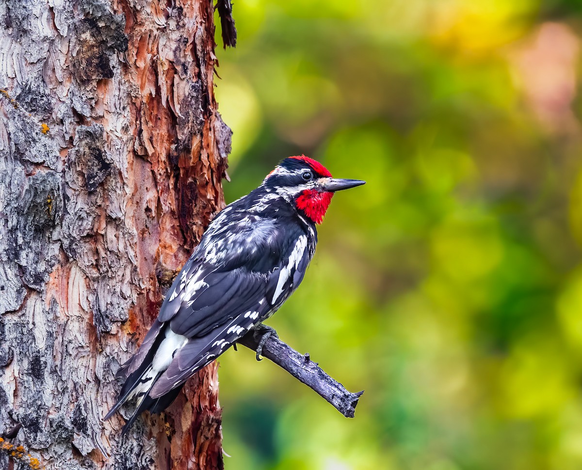 Red-naped Sapsucker - ML621818656