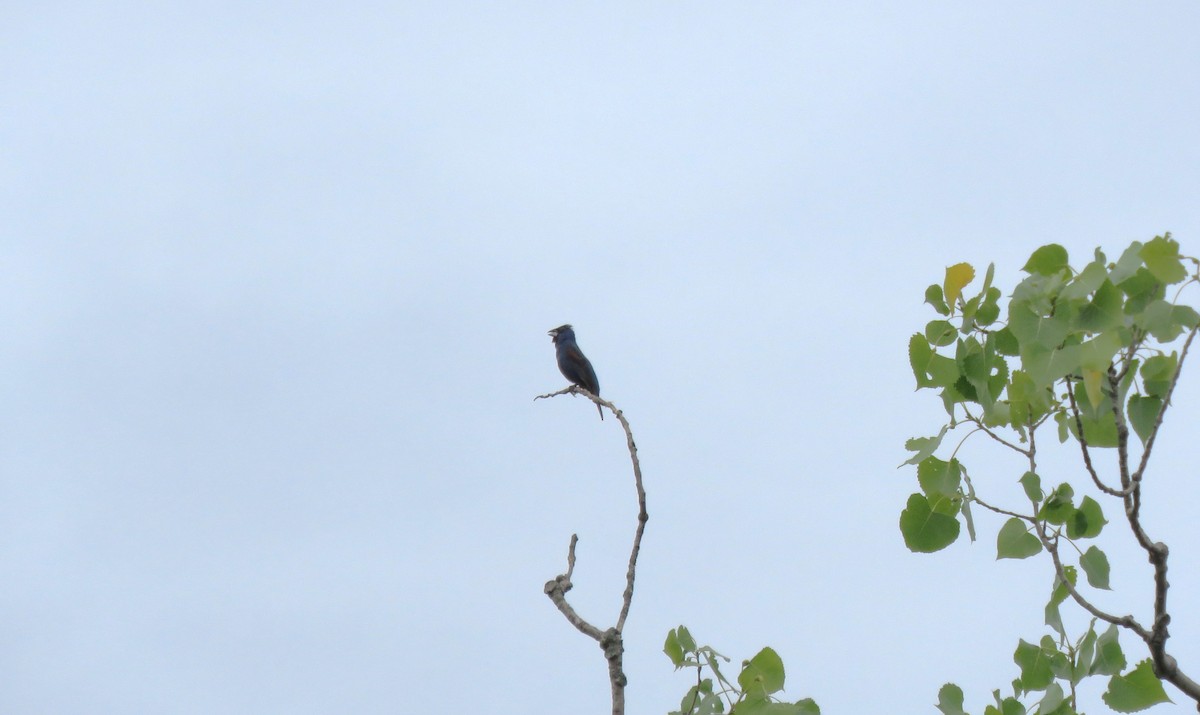 Blue Grosbeak - ML621818671