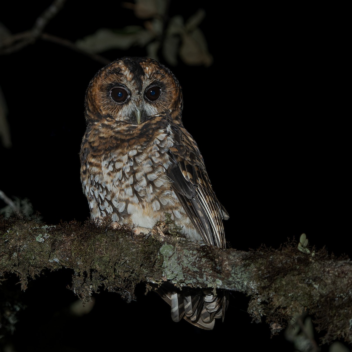 Rufous-banded Owl - ML621818675