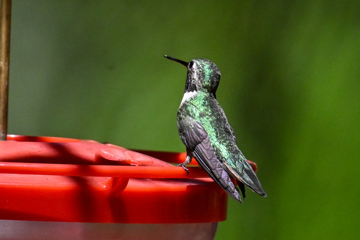 Broad-tailed Hummingbird - ML621818704