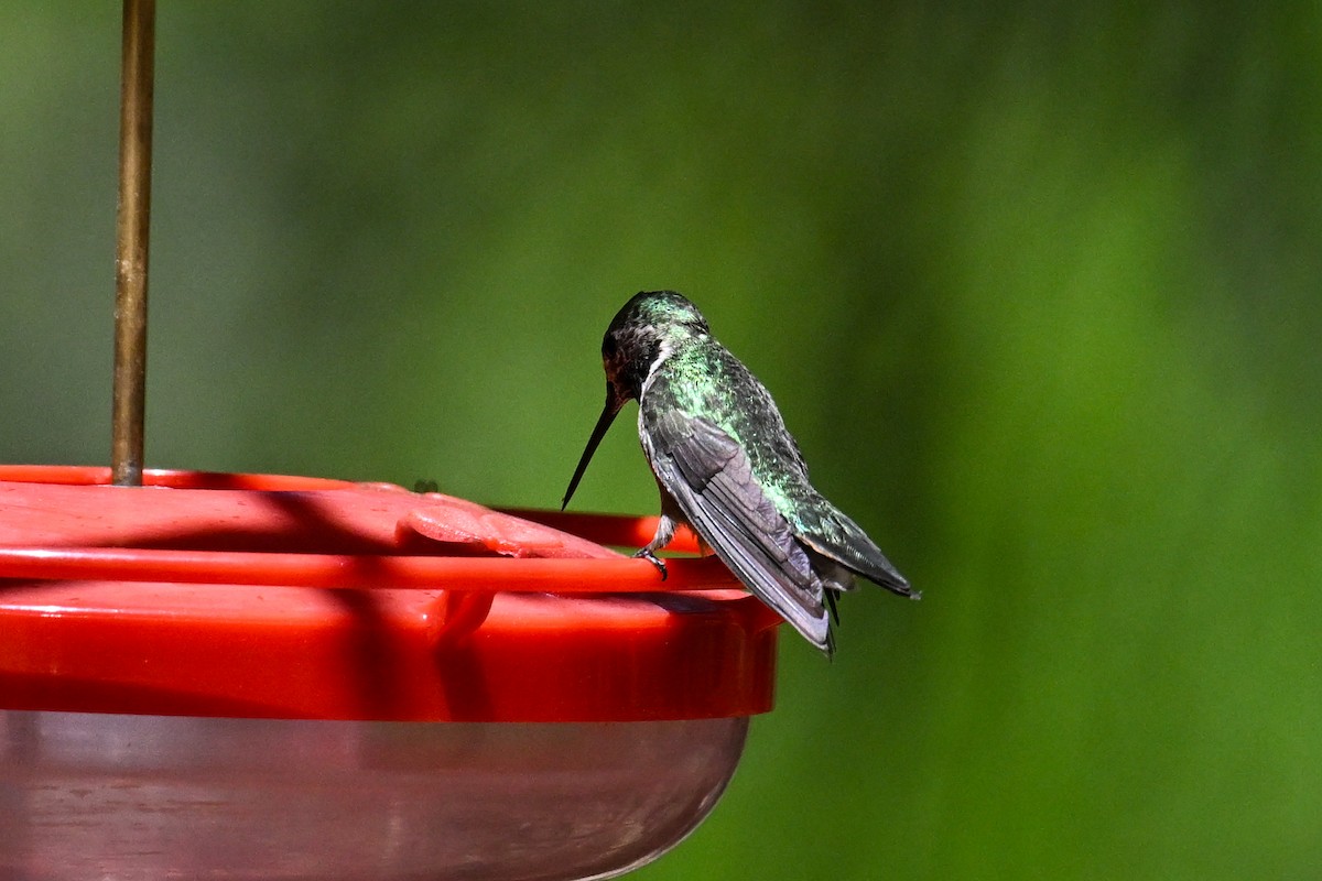 Broad-tailed Hummingbird - ML621818712