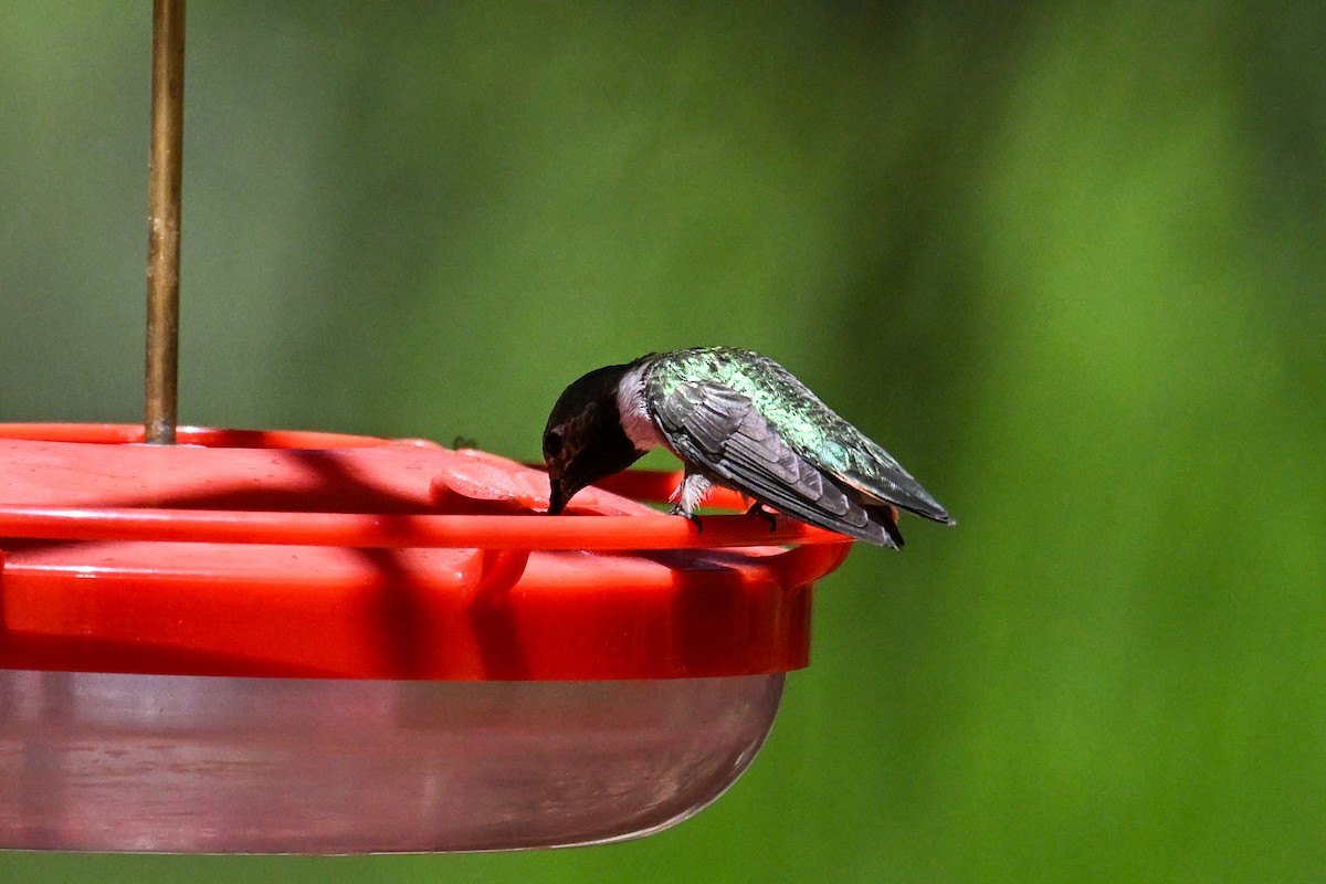 Broad-tailed Hummingbird - ML621818718