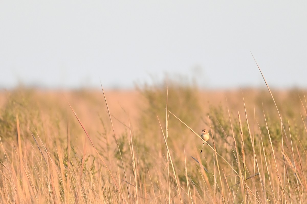 Strange-tailed Tyrant - ML621818784