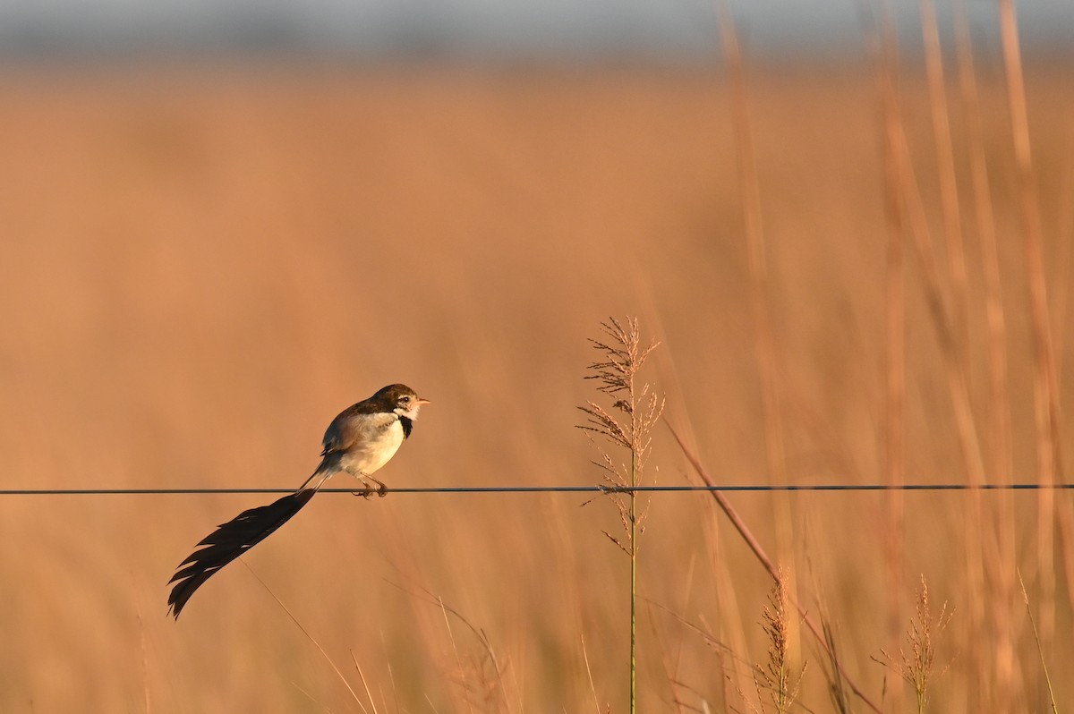 Strange-tailed Tyrant - ML621818785