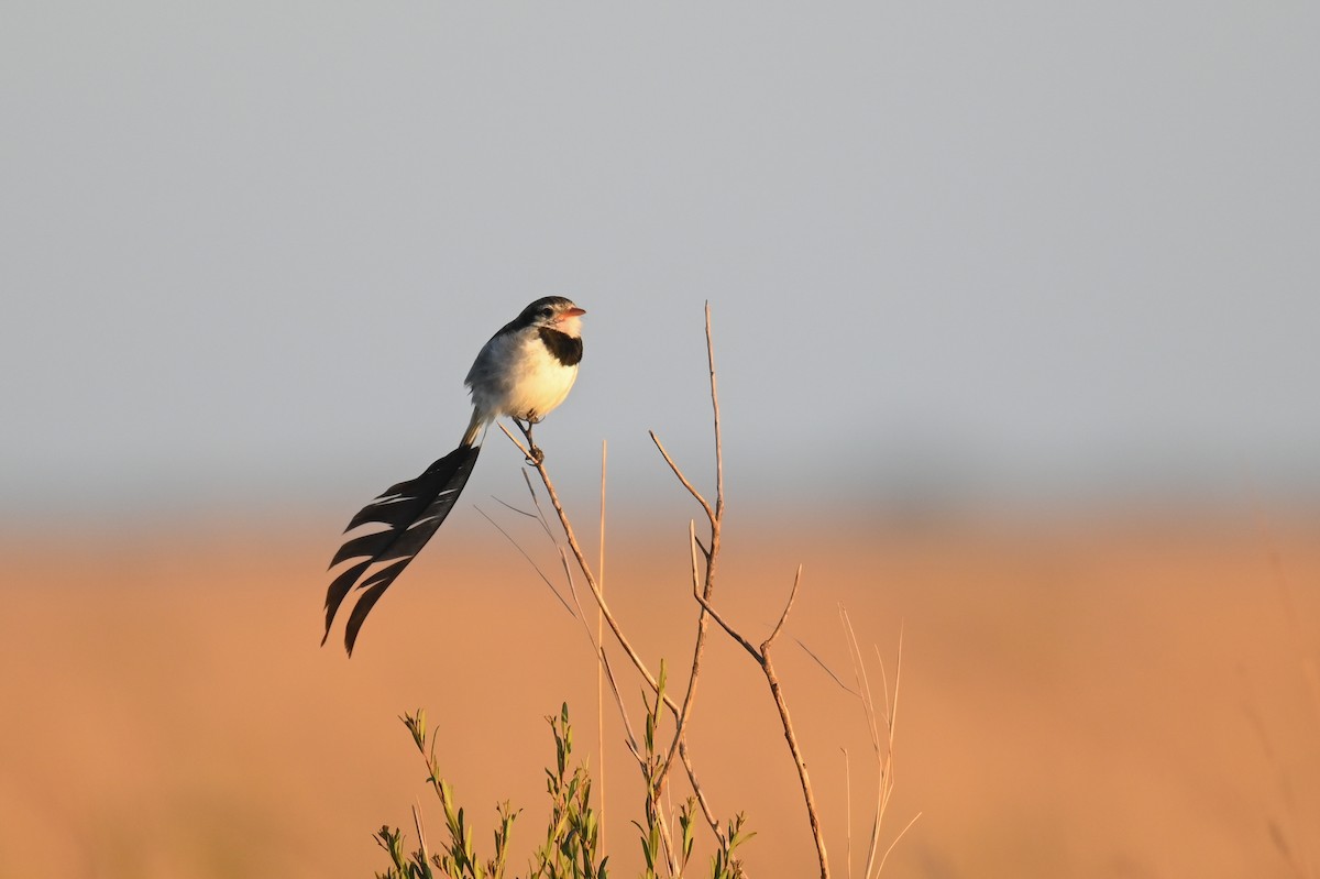 Strange-tailed Tyrant - ML621818786