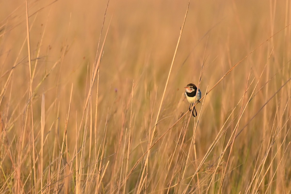 Strange-tailed Tyrant - ML621818787