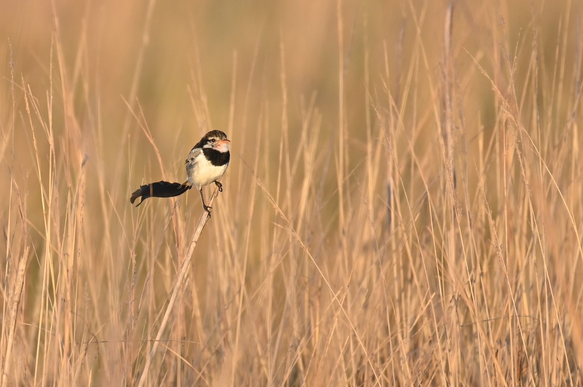 Strange-tailed Tyrant - ML621818789