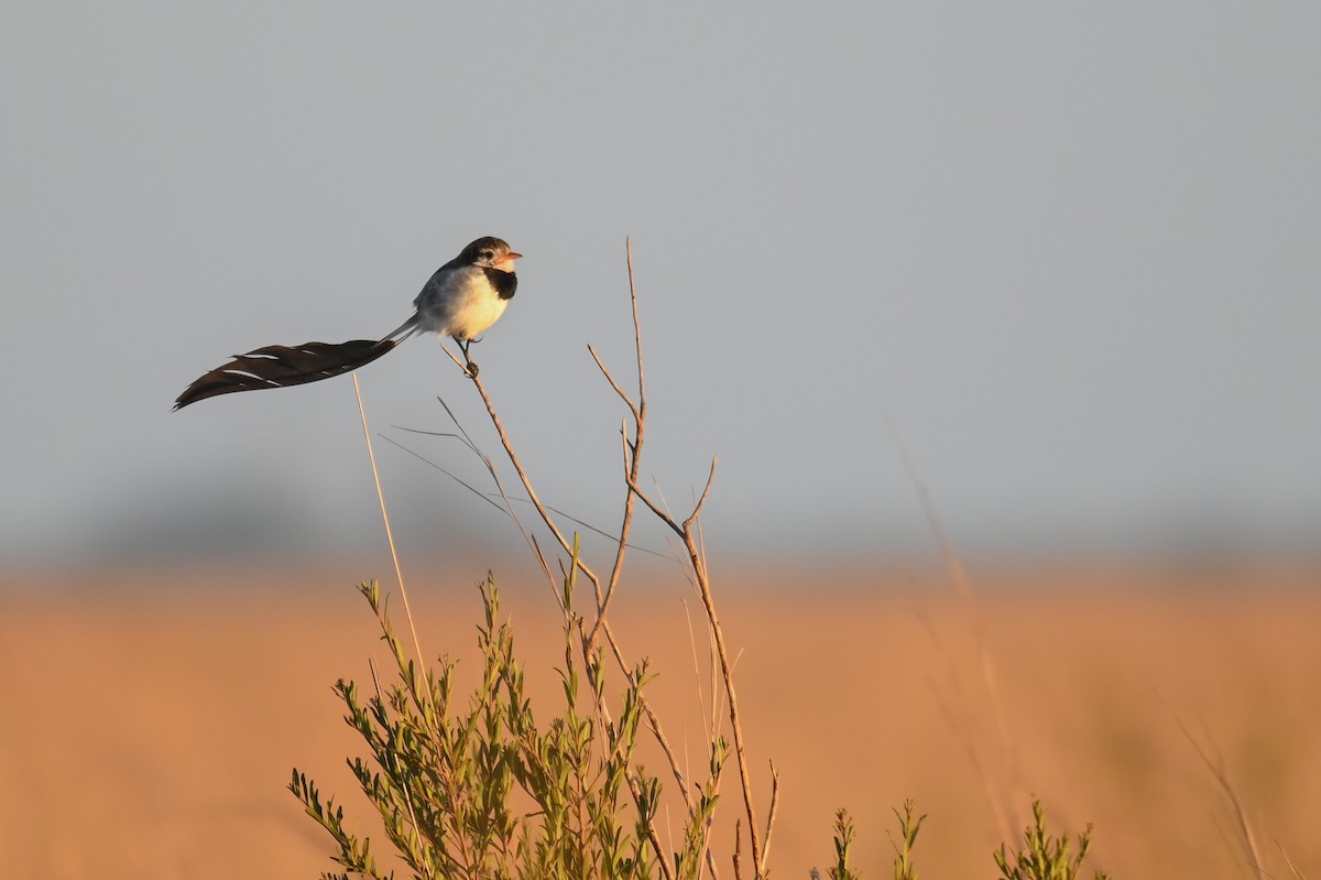 Strange-tailed Tyrant - ML621818790