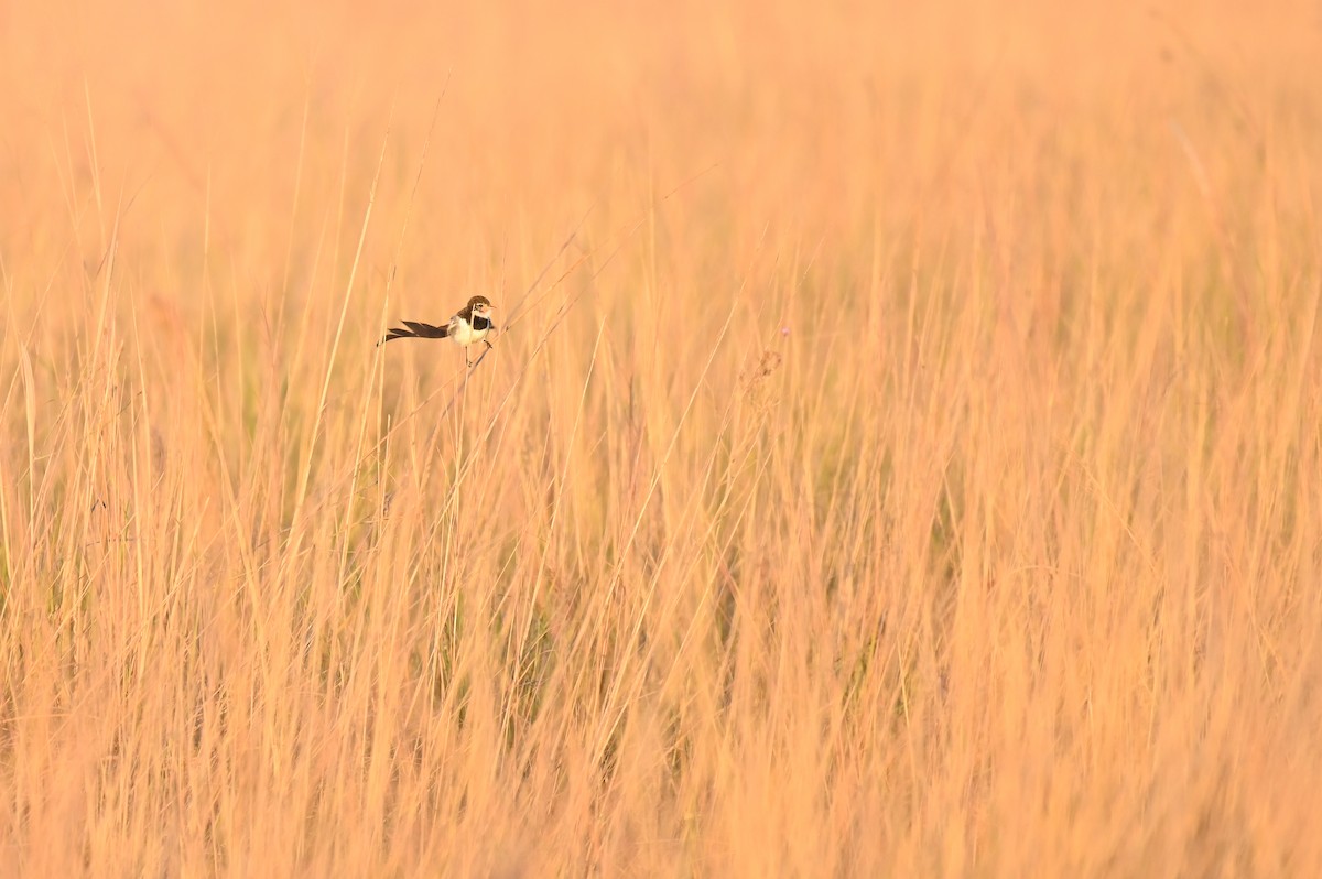 Strange-tailed Tyrant - Hannes Leonard