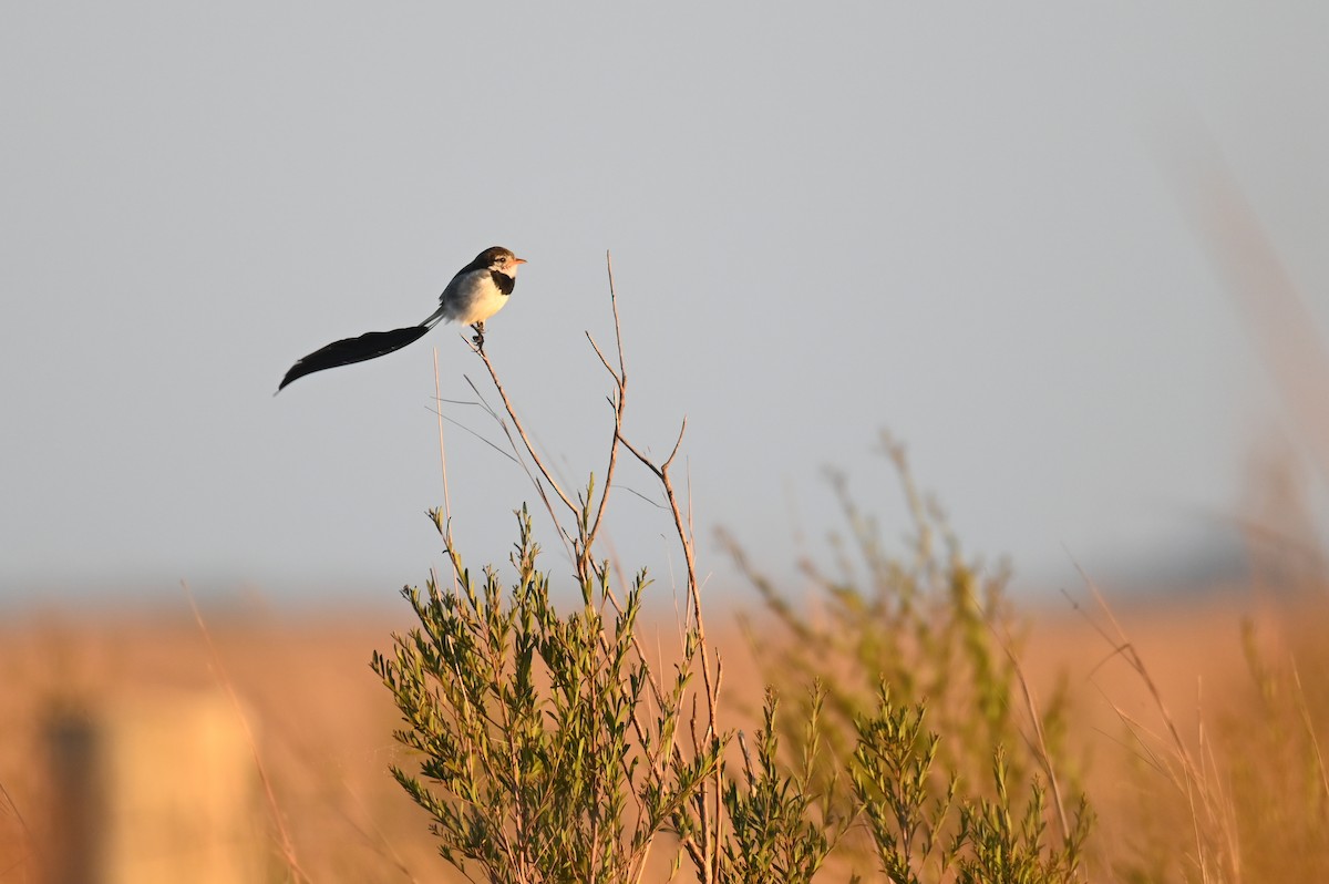 Strange-tailed Tyrant - ML621818793