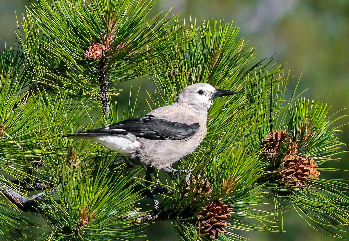 Clark's Nutcracker - Jim Merritt