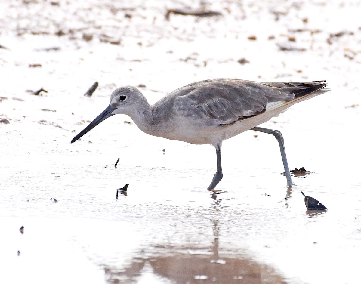 Willet - ML621818983