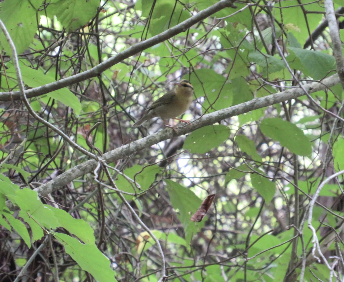 Worm-eating Warbler - ML621819052