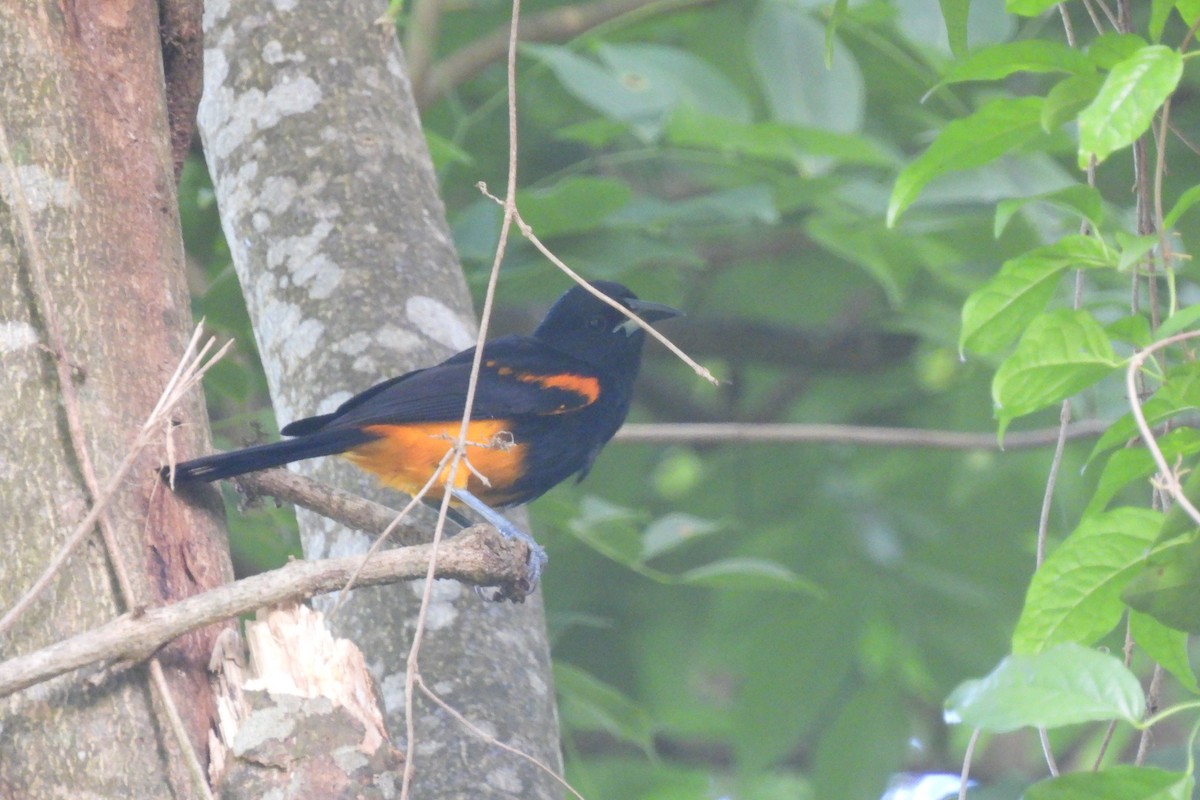 St. Lucia Warbler - Lachlan Lamont