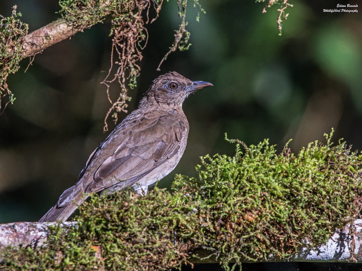 Black-billed Thrush - ML621819056