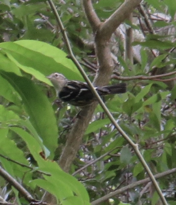 Black-and-white Warbler - ML621819078