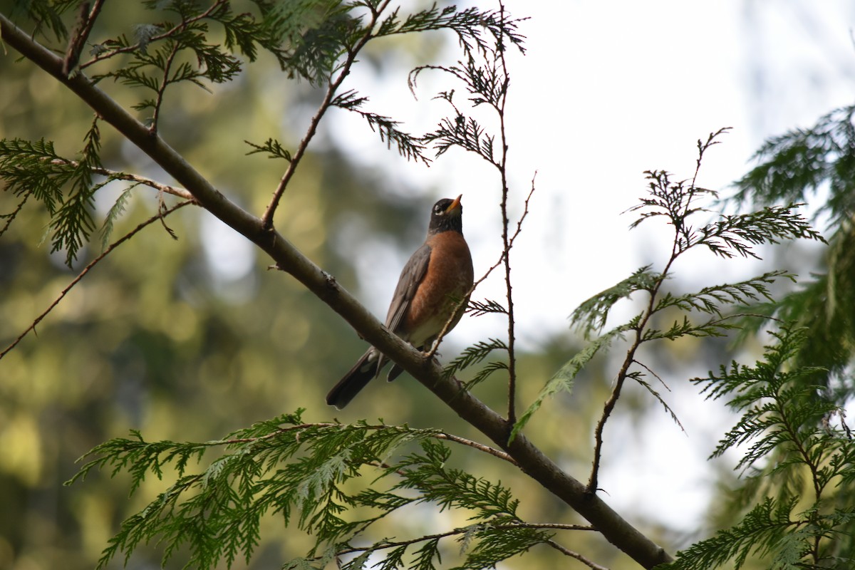 American Robin - ML621819139