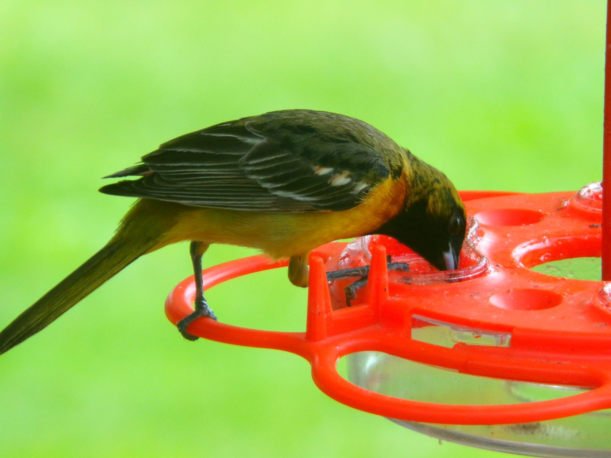 Orchard Oriole - ML621819170