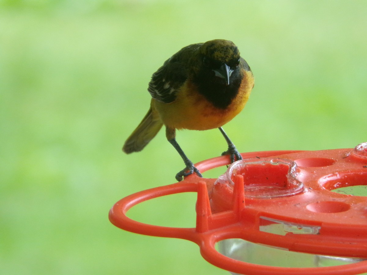 Orchard Oriole - ML621819171