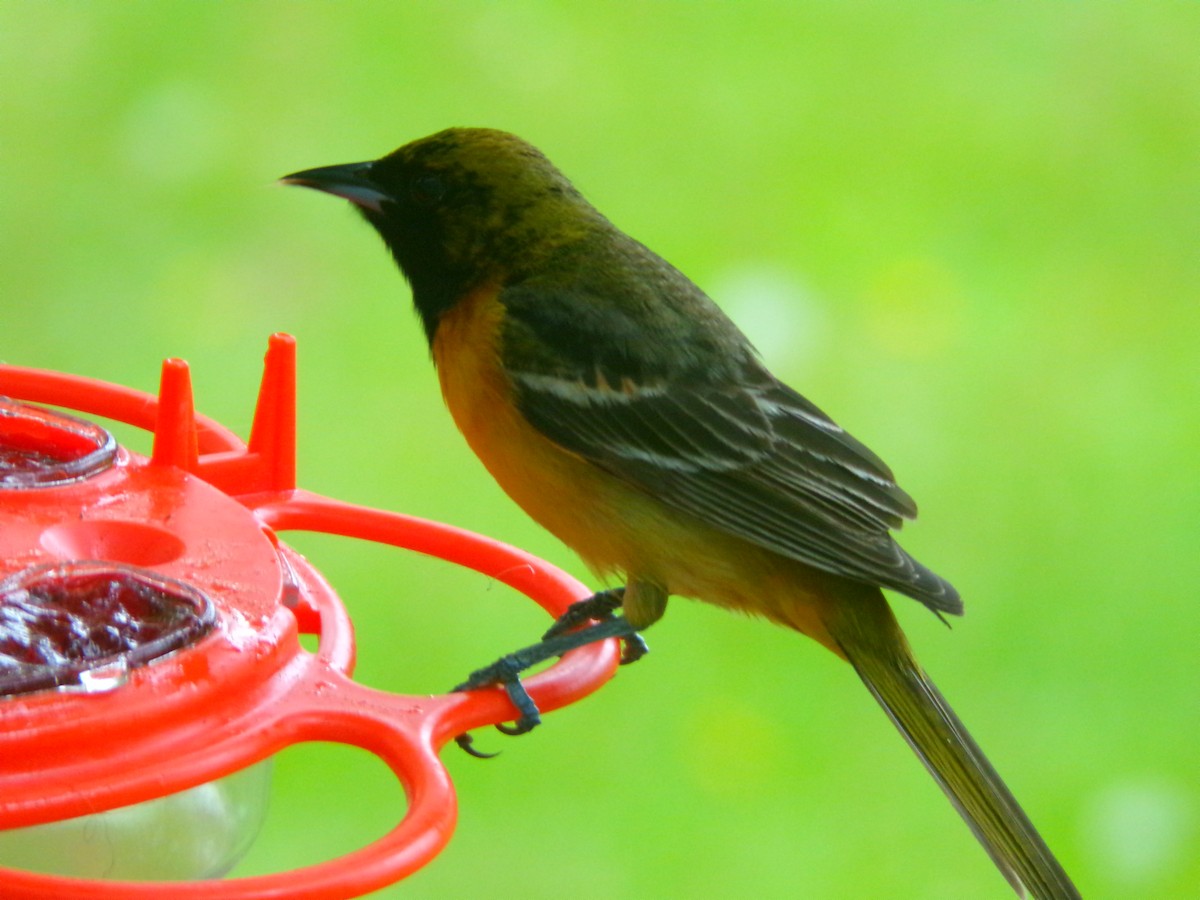 Orchard Oriole - ML621819172