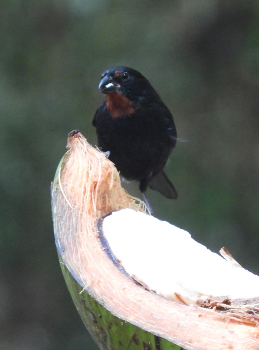 Lesser Antillean Bullfinch - ML621819264