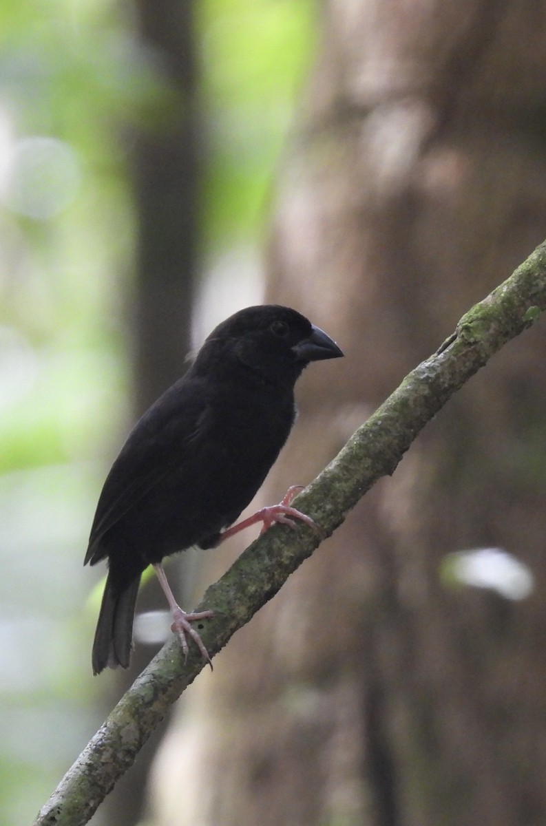 St. Lucia Black Finch - ML621819287