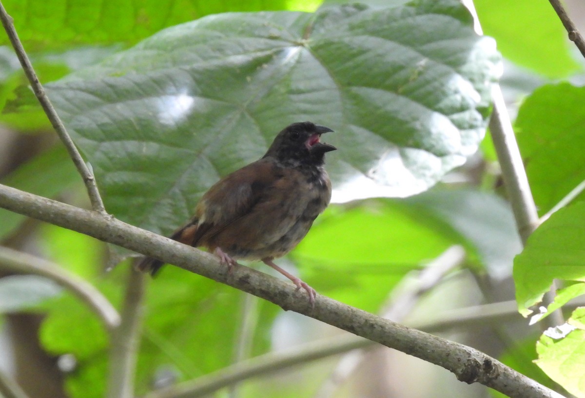 St. Lucia Black Finch - ML621819288