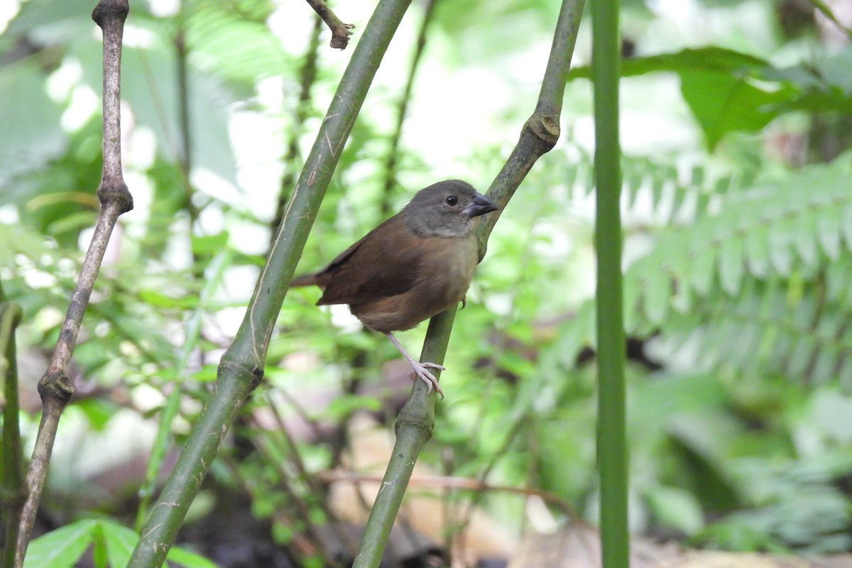 St. Lucia Black Finch - ML621819289