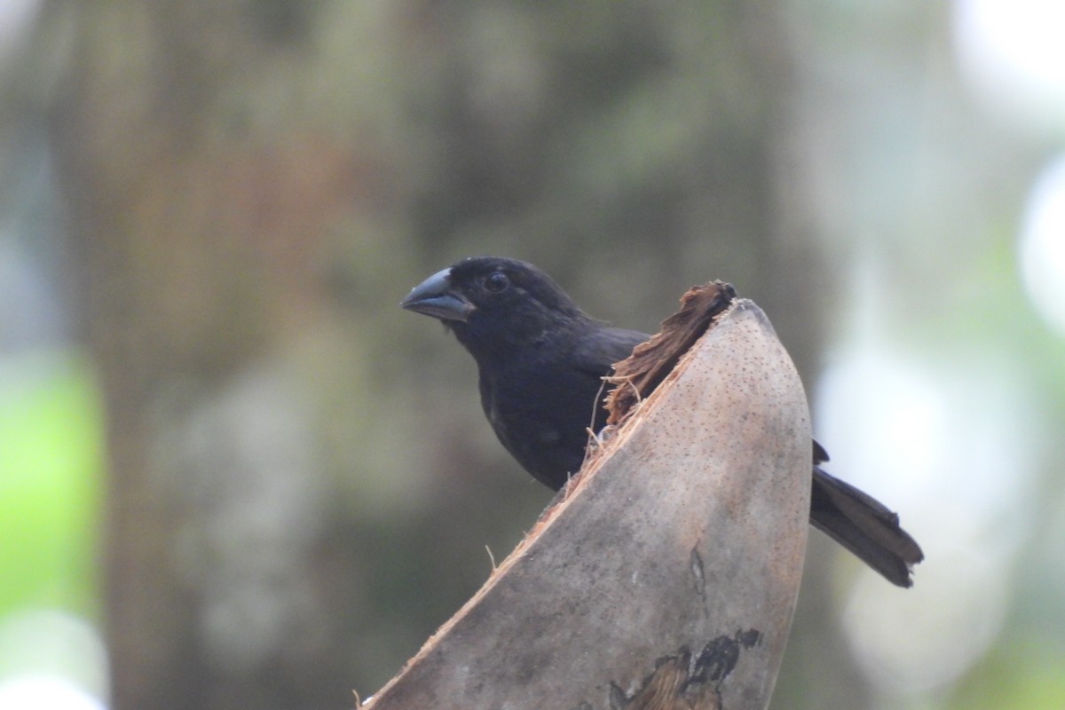 St. Lucia Black Finch - ML621819290