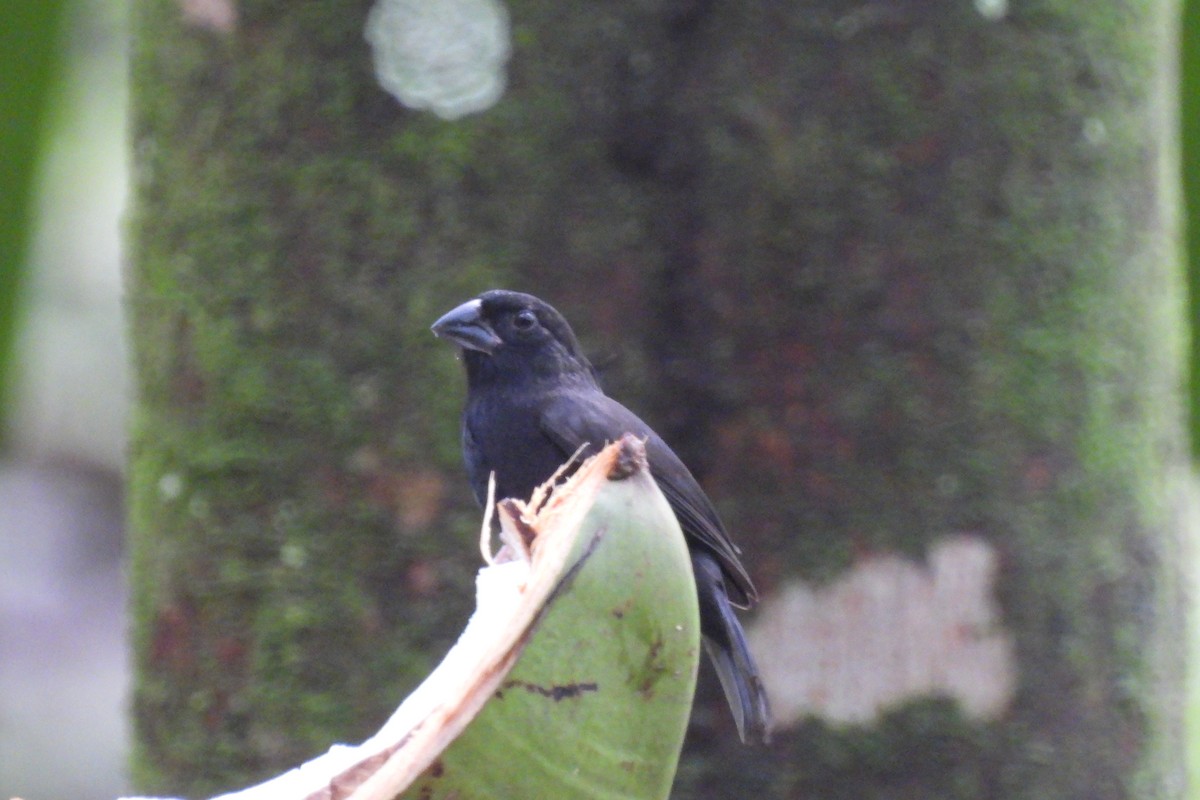 St. Lucia Black Finch - ML621819291