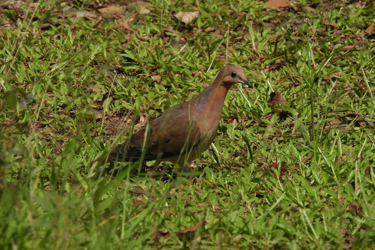 Zenaida Dove - ML621819324