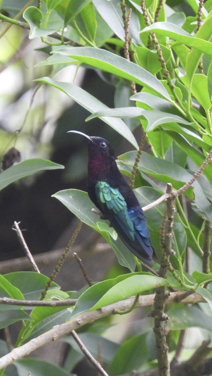 Purple-throated Carib - ML621819350
