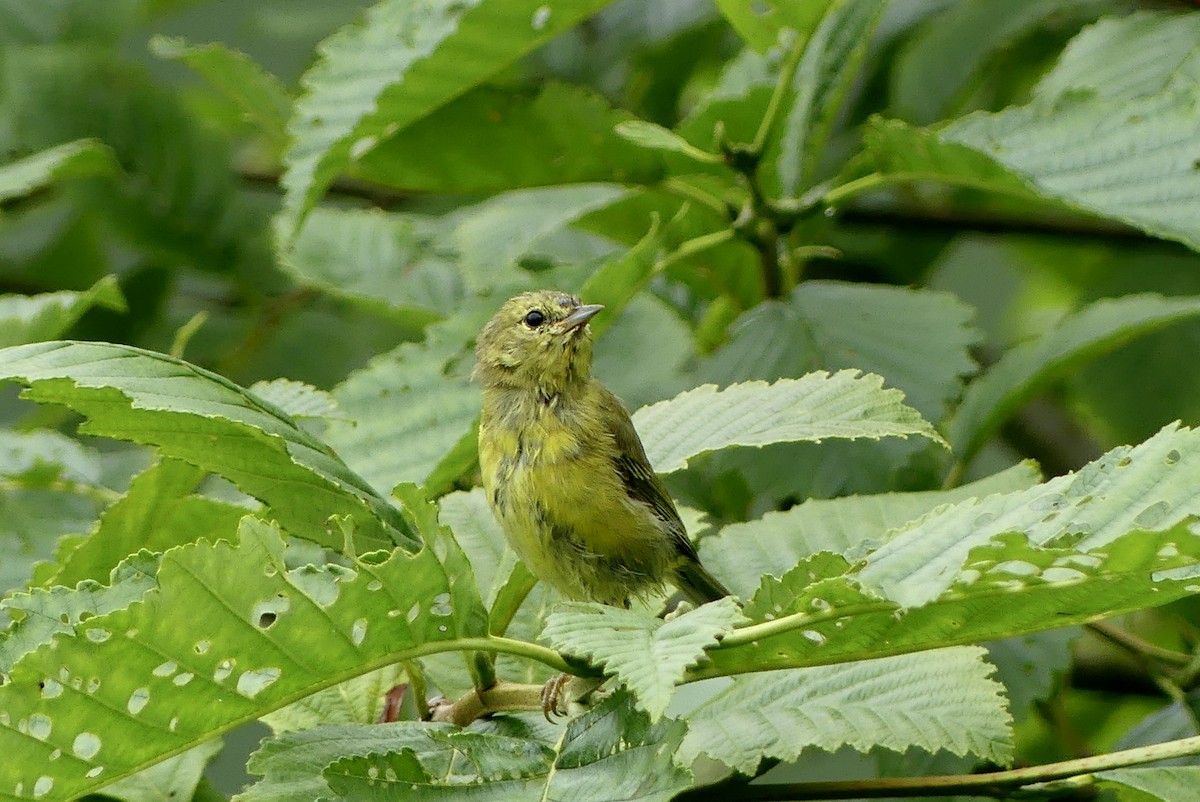 Orange-crowned Warbler - ML621819388