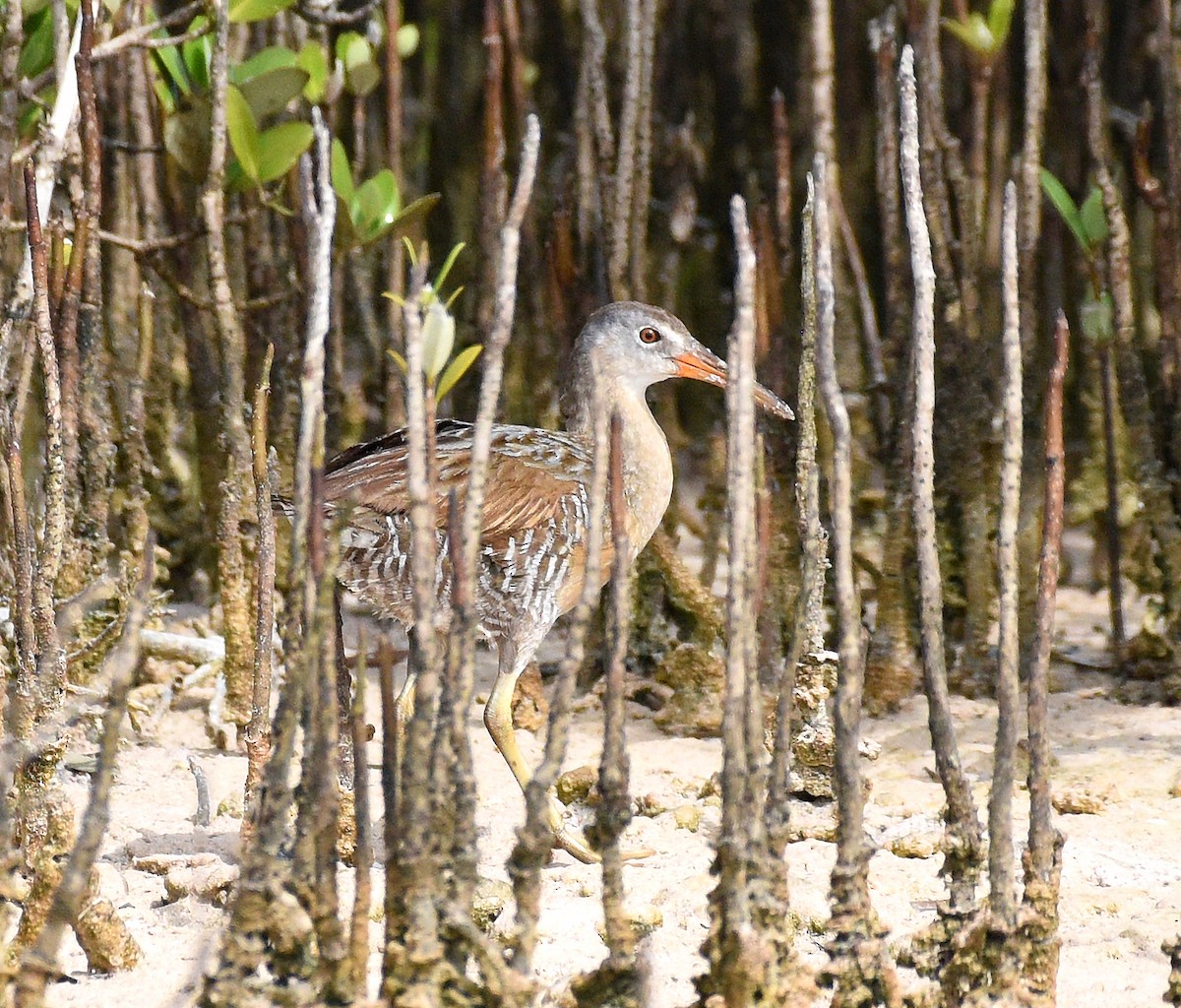 Clapper Rail - ML621819418