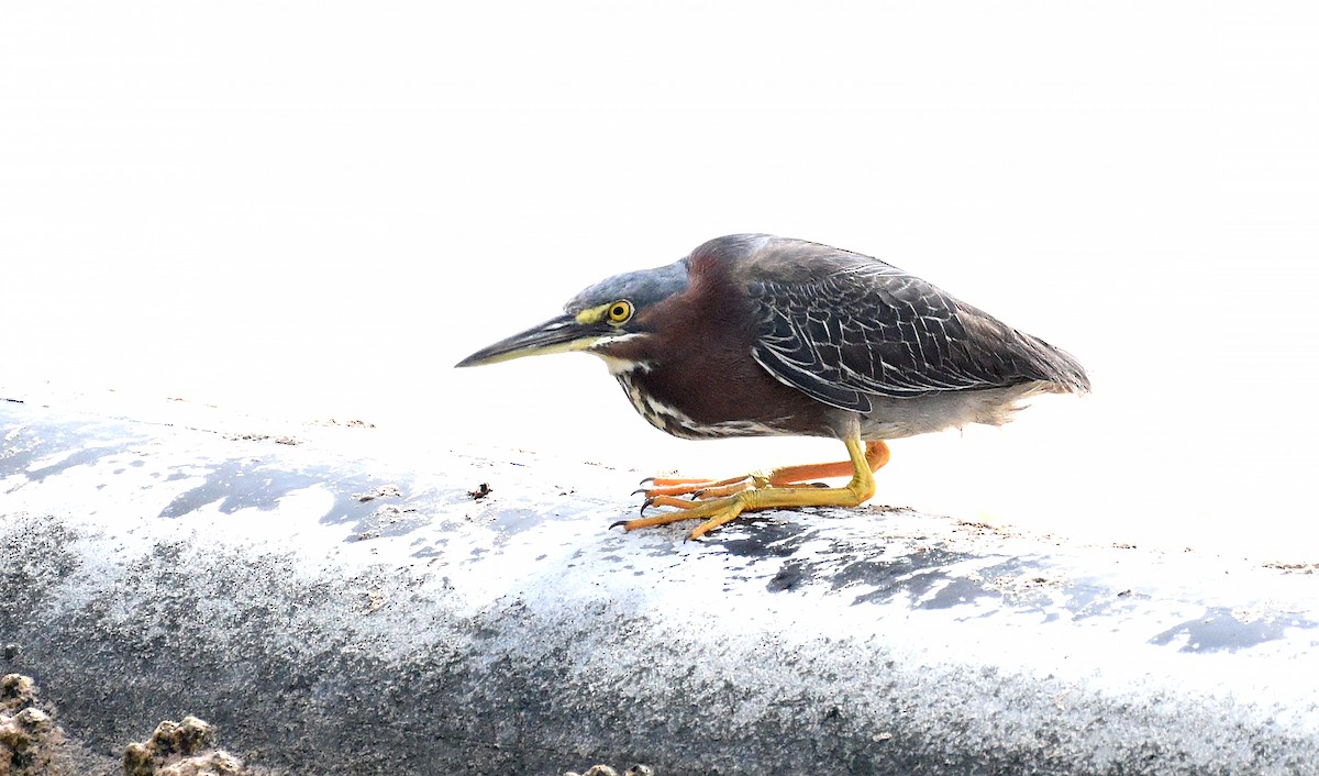 Green Heron - ML621819423