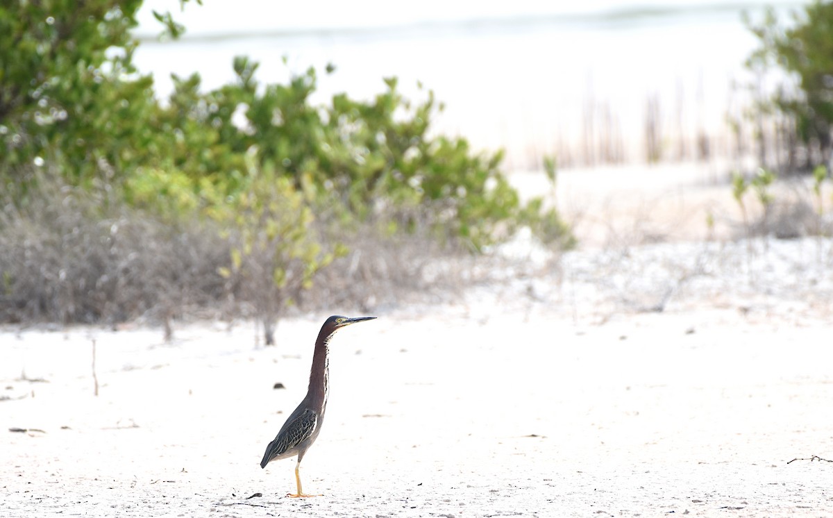 Green Heron - ML621819424