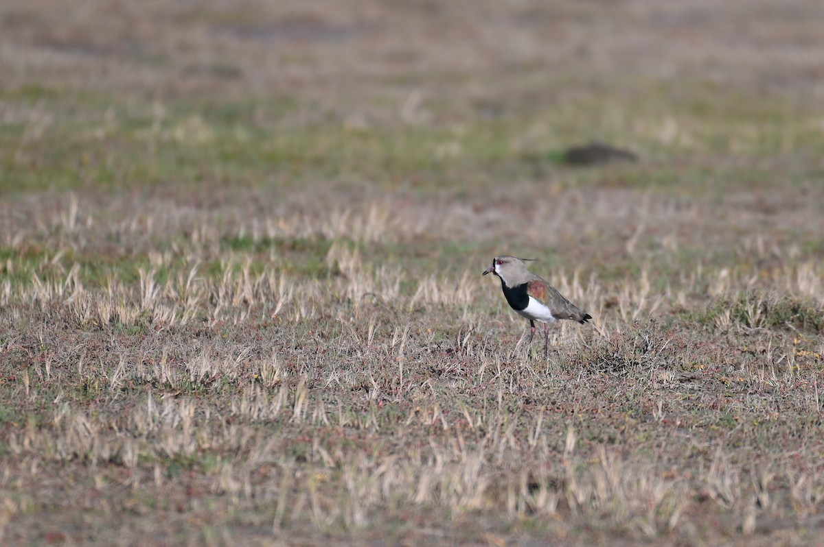 Southern Lapwing - ML621819505