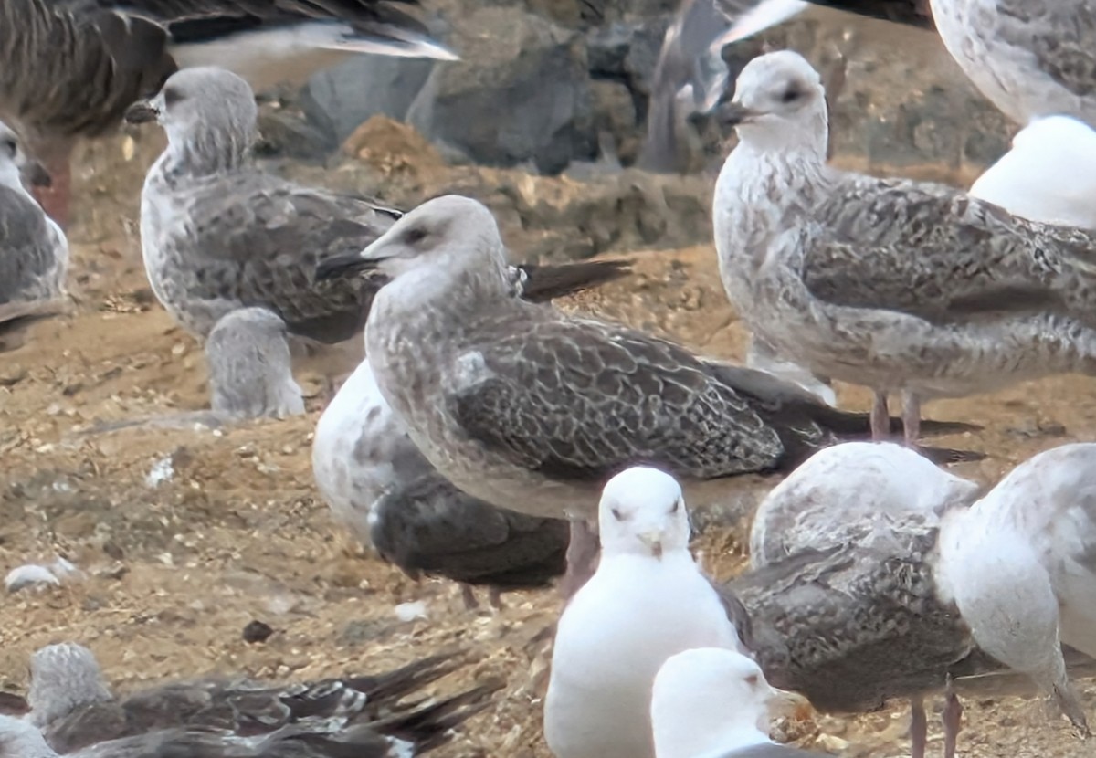 Gaviota del Caspio - ML621819509