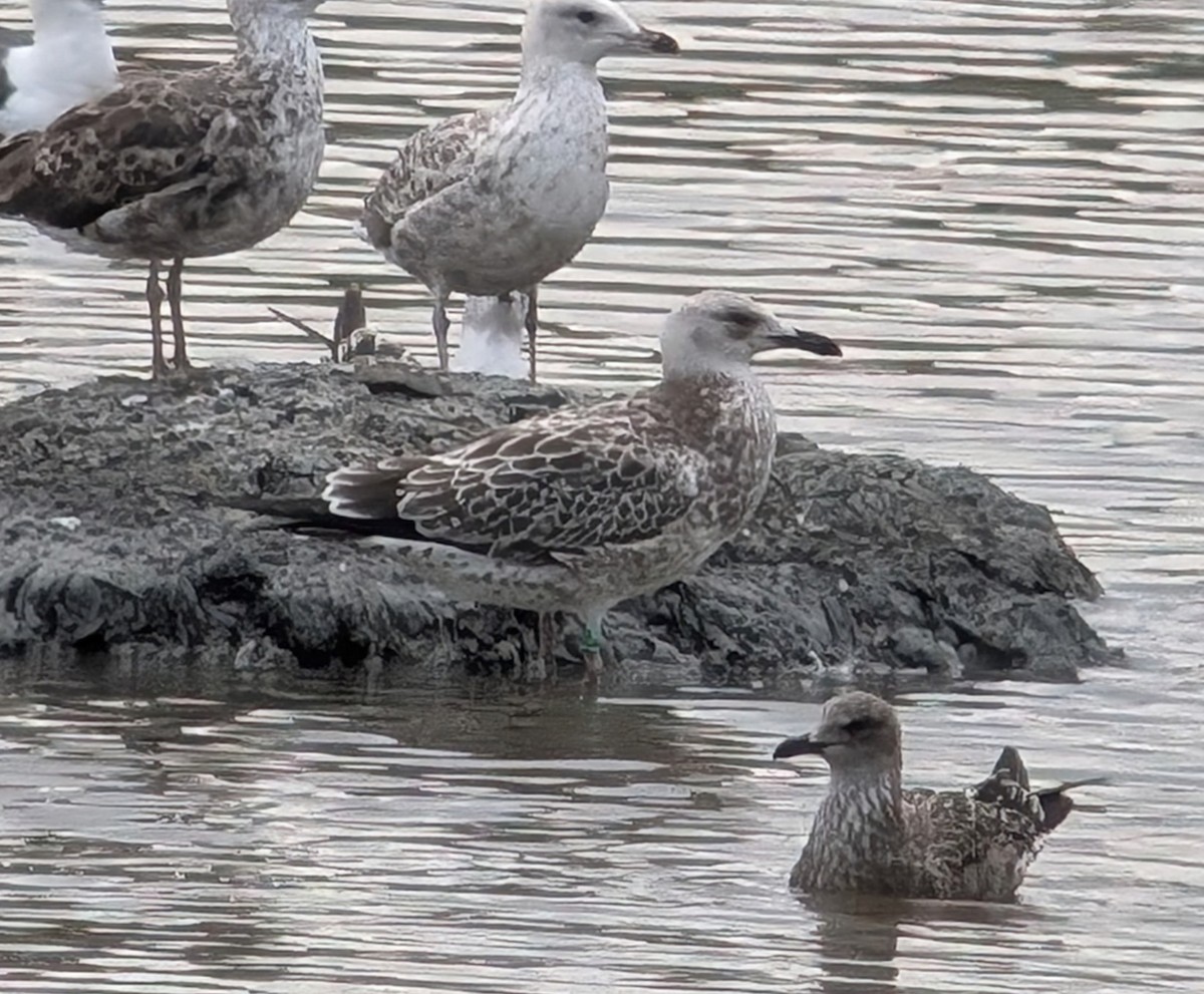 Gaviota del Caspio - ML621819510