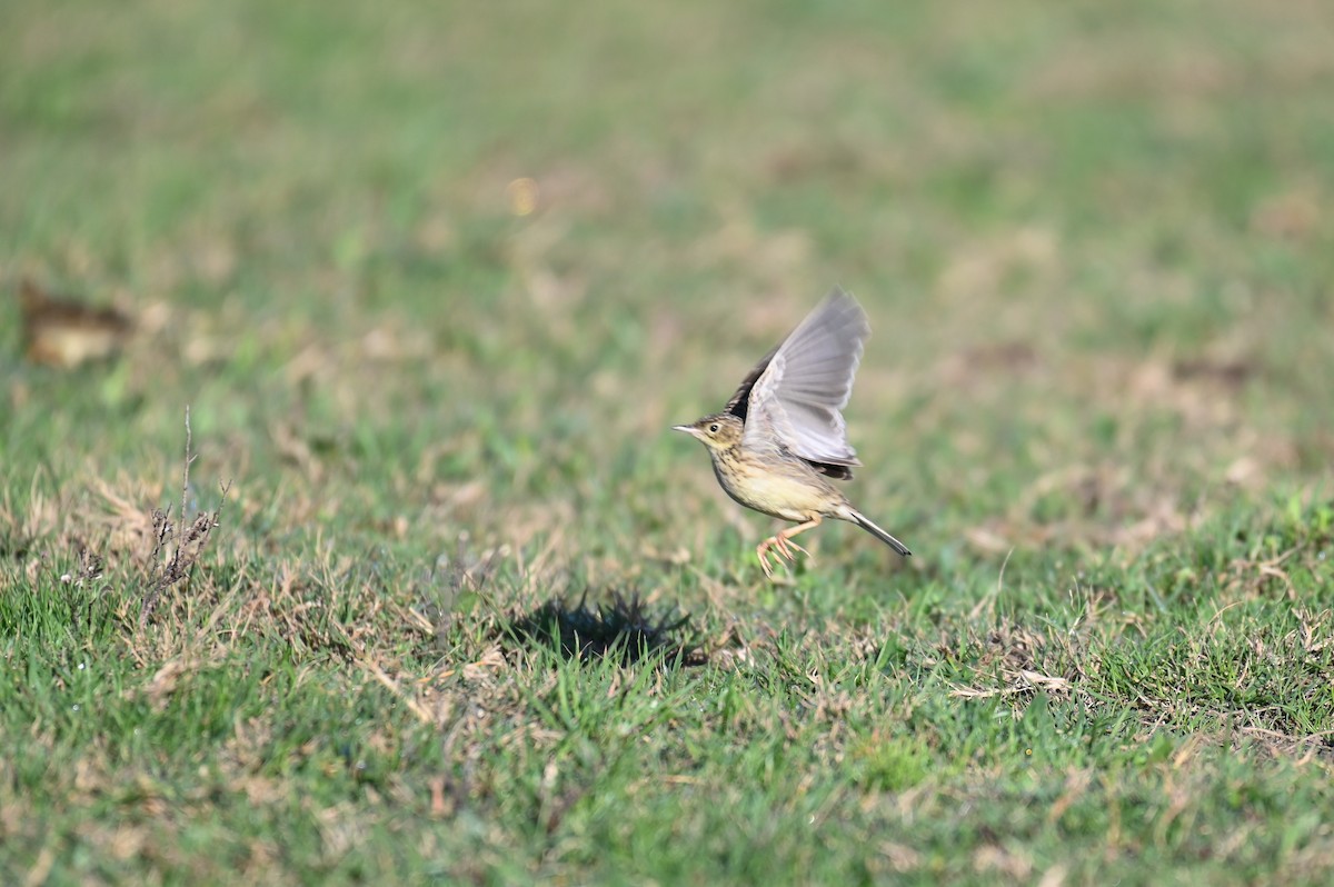 Hellmayr's Pipit - ML621819551