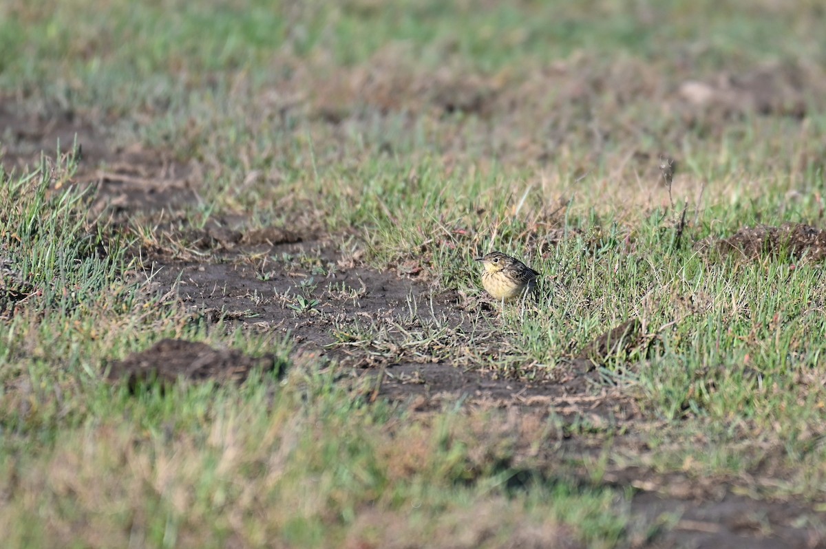 Hellmayr's Pipit - Hannes Leonard